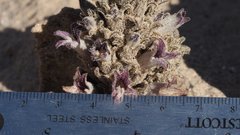 Aphyllon cooperi cooperi