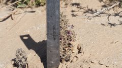 Aphyllon cooperi cooperi