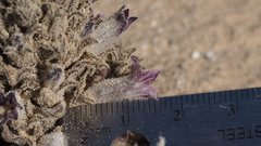 Aphyllon cooperi cooperi