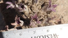Aphyllon cooperi cooperi