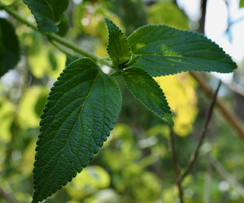 common lantana from Natural Bridge Bochow Park QLD 4211, Australia on ...