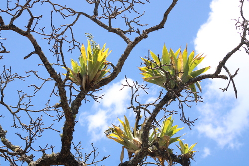 Catopsis paniculata, photograph 6