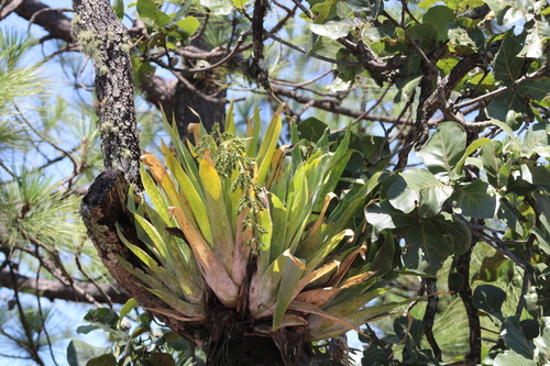 Catopsis paniculata, photograph 5