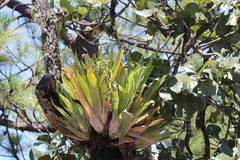 Catopsis paniculata, photograph (c) Carlos Domínguez-Rodríguez, some rights reserved (CC BY)