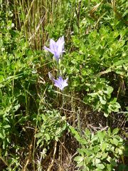 Triteleia laxa