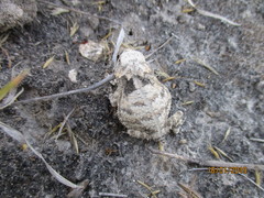 Phrynosoma braconnieri