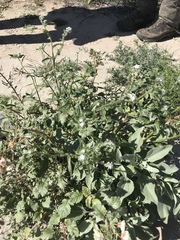 Cryptantha barbigera fergusoniae