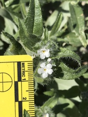 Cryptantha barbigera fergusoniae