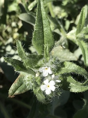 Cryptantha barbigera fergusoniae