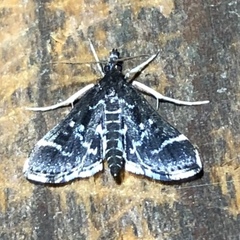 Diasemiodes janassialis