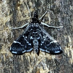 Diasemiodes janassialis