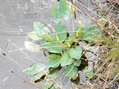Orontium aquaticum image