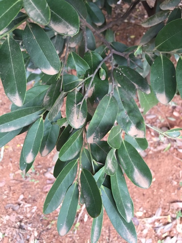 Diospyros ebenum observed 2023-08-19