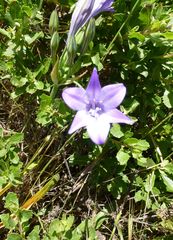 Triteleia laxa