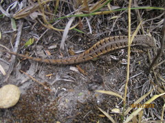 Sceloporus jalapae