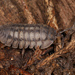Nosy Pill Woodlouse - Photo (c) Judy Gallagher, some rights reserved (CC BY-SA), uploaded by Judy Gallagher