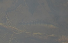 Percina nigrofasciata