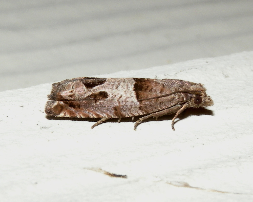 Hebrew Sonia Moth