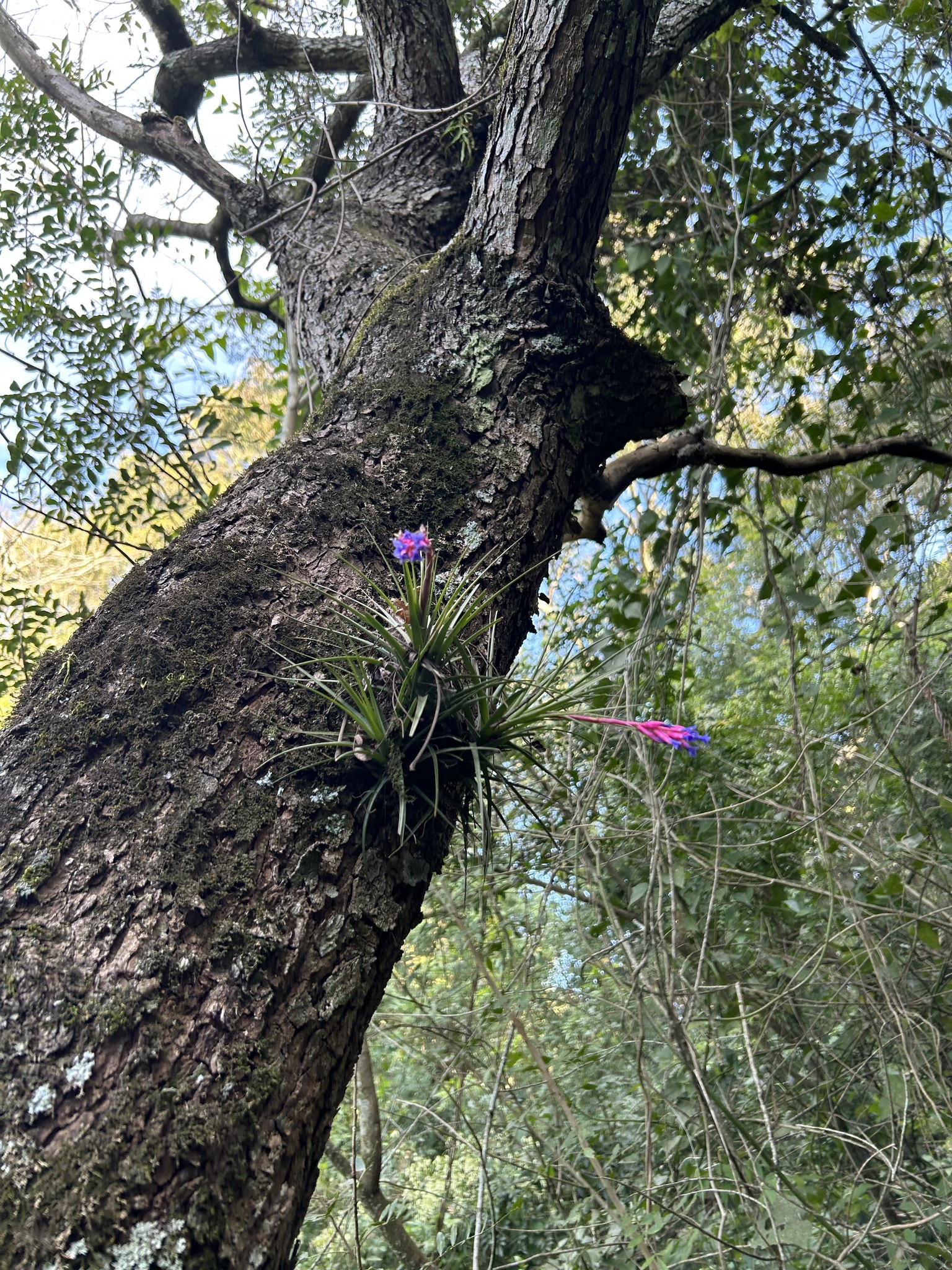 Tillandsia aeranthos