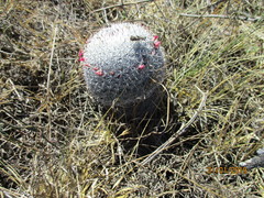 Mammillaria haageana