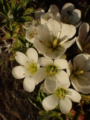 Gentianella divisa