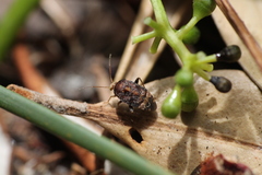 Wekamiris auropilosus