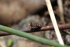 Wekamiris auropilosus