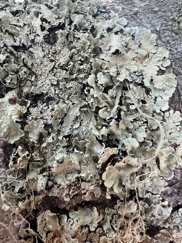 iNaturalist observation photo of typical shield lichens