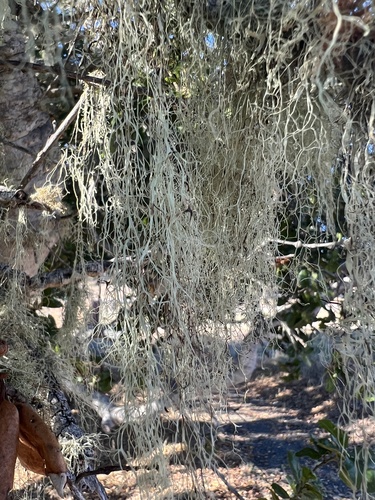 iNaturalist observation photo of lace lichen