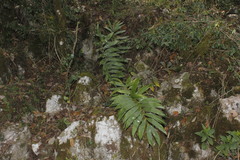 Ceratozamia latifolia, photograph (c) Juan Cruzado Cortés, some rights reserved (CC BY-SA)