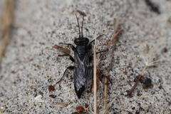 Tachysphex nigerrimus