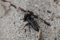 Tachysphex nigerrimus