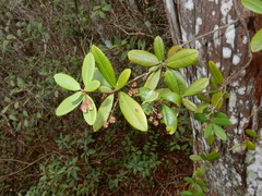 Pieris phillyreifolia