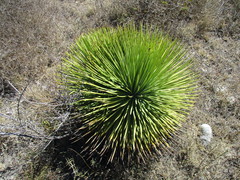 Agave stricta