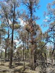 Amyema miquelii