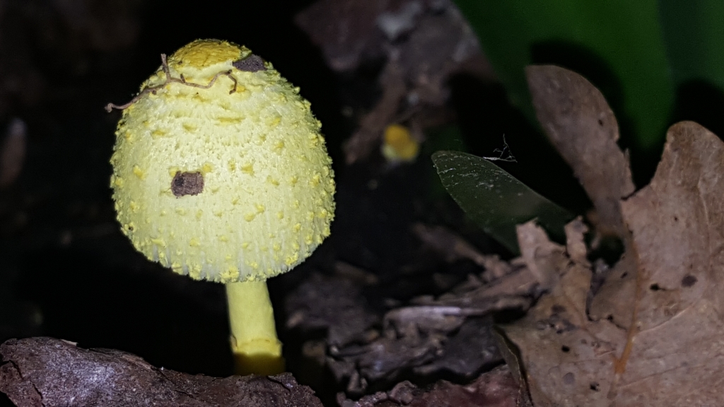 Leucocoprinus birnbaumii · February 2019 · photo: © rileypollom (iNaturalist, cc-by)