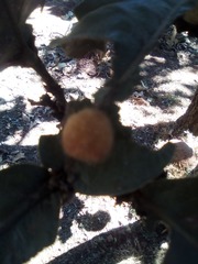 Striatoandricus nievesaldreyi