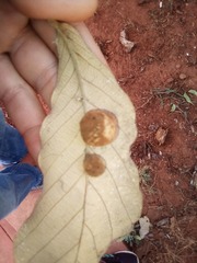 Striatoandricus nievesaldreyi