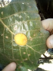 Striatoandricus nievesaldreyi