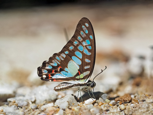 Graphium eurypylus (Linnaeus, 1758)