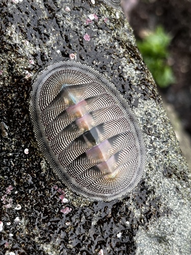 Chiton cumingsii
