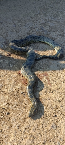 Beni Anaconda