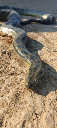 Beni Anaconda