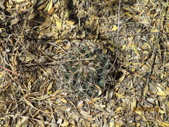 Coryphantha pycnacantha
