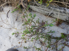 Euphorbia mesembryanthemifolia image