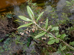 Pieris phillyreifolia