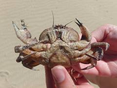Nectocarcinus integrifrons