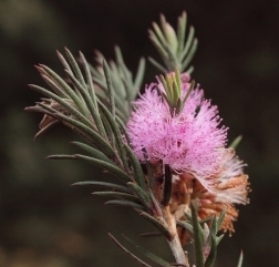 Melaleuca subfalcata