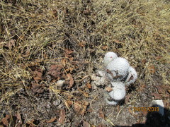 Mammillaria haageana