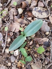 Piperia